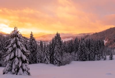 Verschneiter Winterwald bei Sonnenuntergang